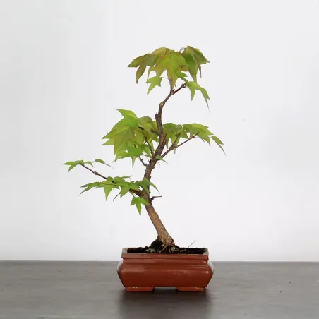 Bonsai Erable Burger Shohin 1-9