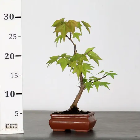 image supplémentaire - ACER BUERGERIANUM 1-9
