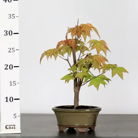 image supplémentaire - ACER BUERGERIANUM 1-10