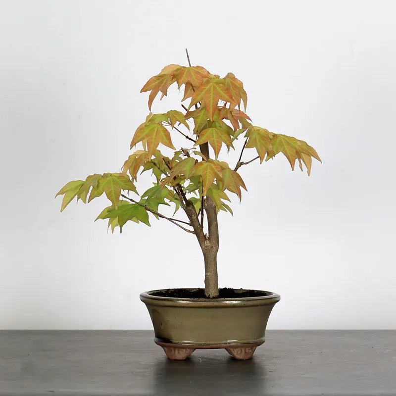 ACER BUERGERIANUM 1-10