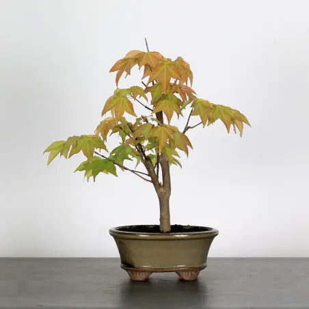 Bonsai Erable Burger Shohin 1-10