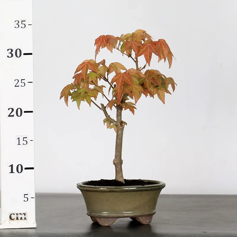 image supplémentaire - ACER BUERGERIANUM 1-11