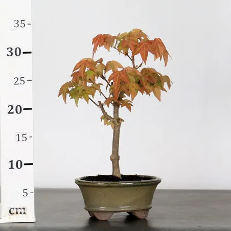 image supplémentaire - ACER BUERGERIANUM 1-11