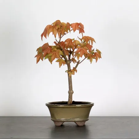 ACER BUERGERIANUM 1-11