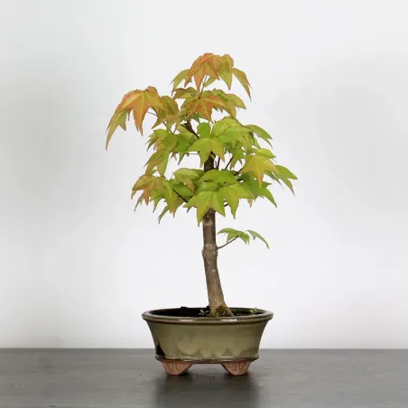 image supplémentaire - ACER BUERGERIANUM 1-12