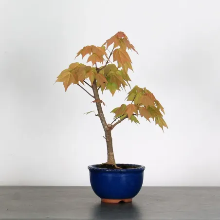 ACER BUERGERIANUM 1-13