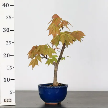image supplémentaire - ACER BUERGERIANUM 1-13