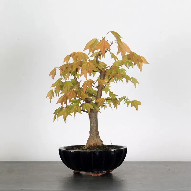 ACER BUERGERIANUM 1-14