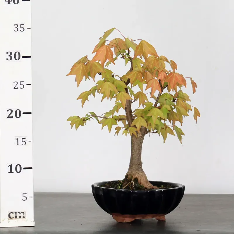 image supplémentaire - ACER BUERGERIANUM 1-14