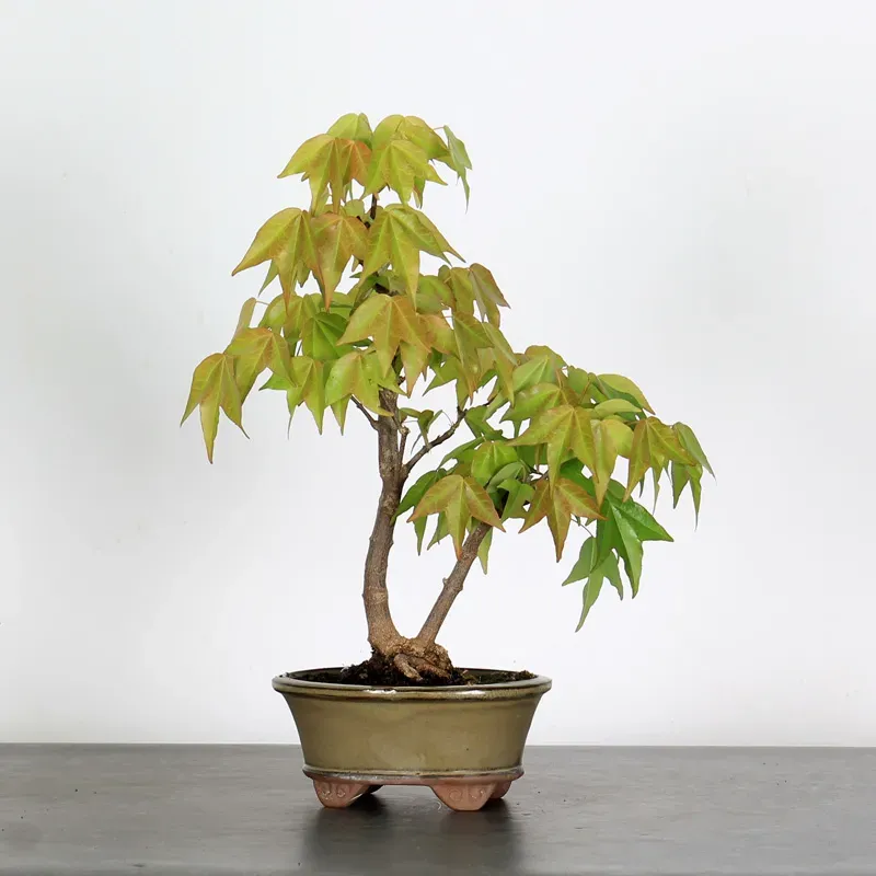 ACER BUERGERIANUM 1-15