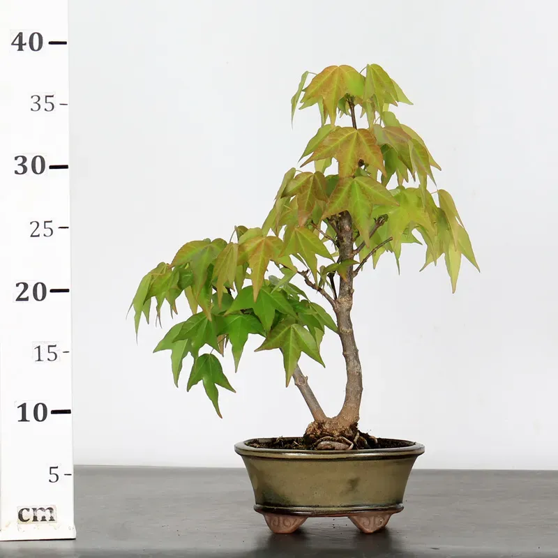 image supplémentaire - ACER BUERGERIANUM 1-15