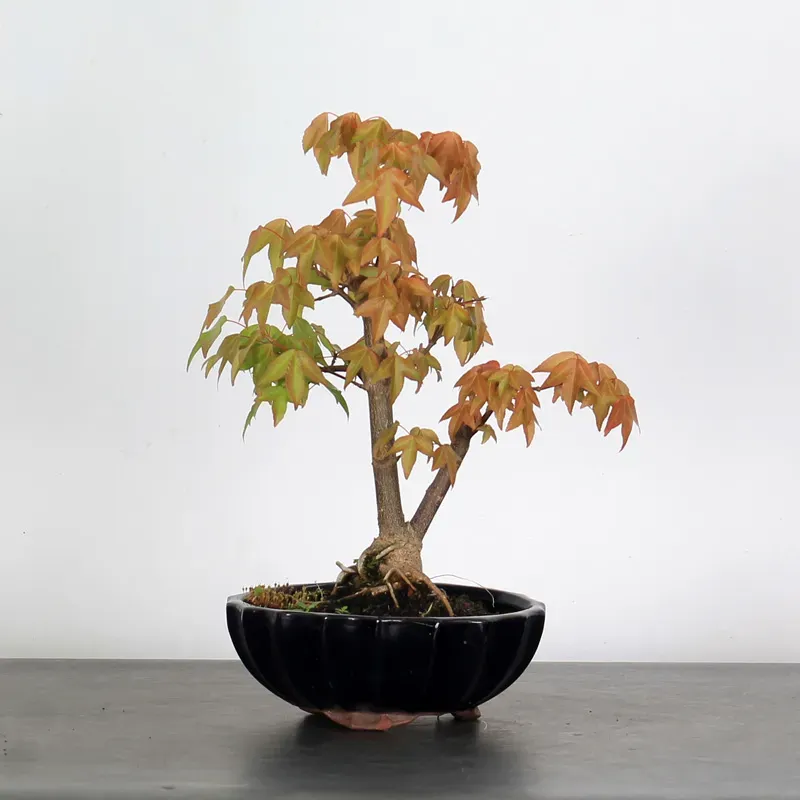 ACER BUERGERIANUM 1-16