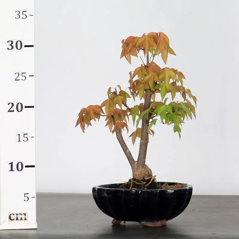 image supplémentaire - ACER BUERGERIANUM 1-16