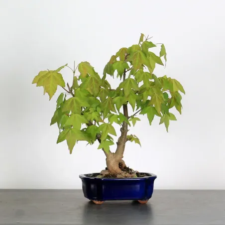 ACER BUERGERIANUM 1-17