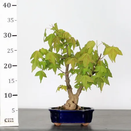 image supplémentaire - ACER BUERGERIANUM 1-17
