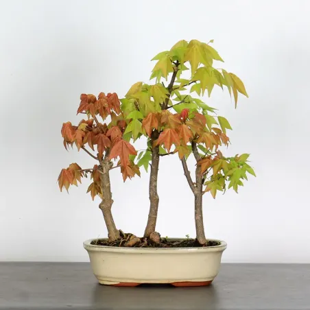 FORÊT ACER BUERGERIANUM 1-18