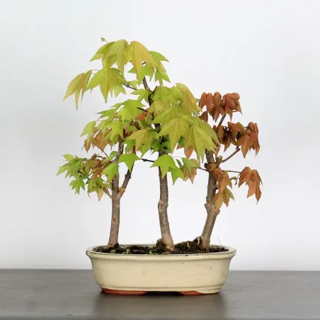 image supplémentaire - FORÊT ACER BUERGERIANUM 1-18