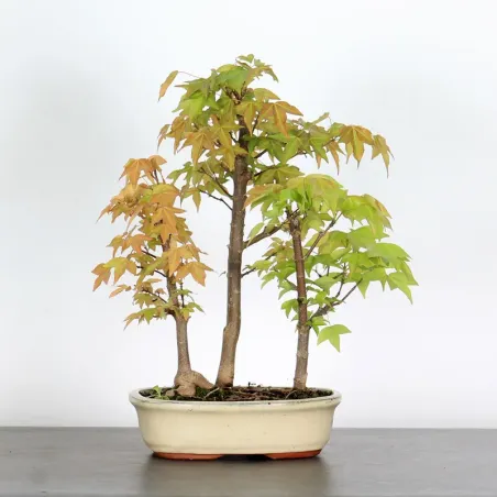 ACER BUERGERIANUM SHOHIN FOREST 1-20