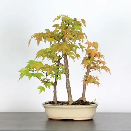 image supplémentaire - ACER BUERGERIANUM SHOHIN...