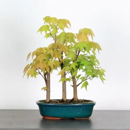 ACER BUERGERIANUM SHOHIN FOREST 1-21