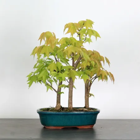 image supplémentaire - ACER BUERGERIANUM SHOHIN...