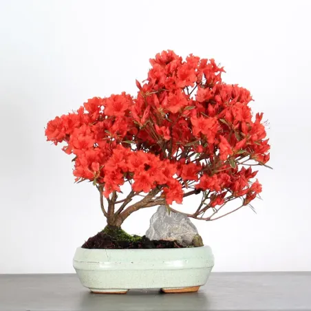 JAPANESE AZALEA 1-2