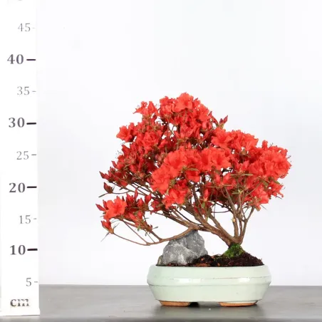image supplémentaire - JAPANESE AZALEA 1-2