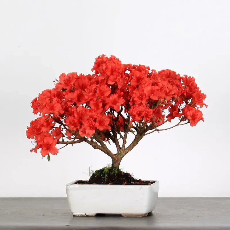 JAPANESE AZALEA 1-4