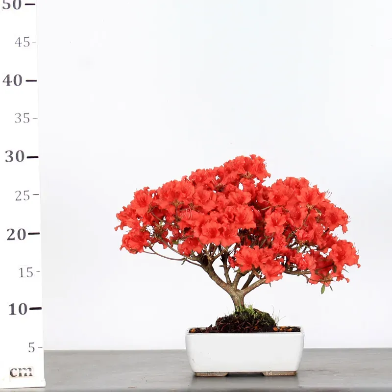 image supplémentaire - JAPANESE AZALEA 1-4