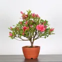 BONSAI AZALÉE JAPONAISE  1-10
