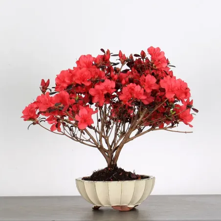 JAPANESE AZALEA "MARUSCHKA" 1-12