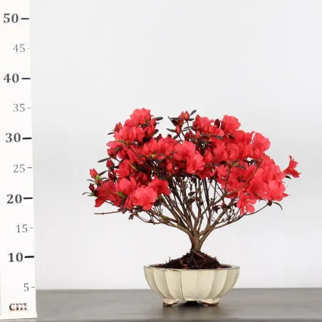 image supplémentaire - JAPANESE AZALEA "MARUSCHKA"...