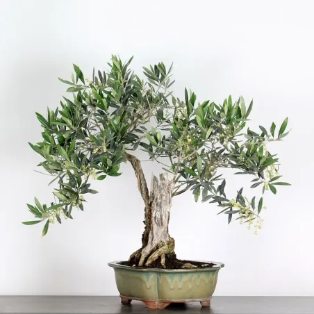 image supplémentaire - OLIVE TREE 2-4