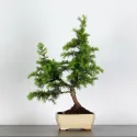 Cèdre de l\'Atlas "CEDRUS ATLANTICA" 1-3