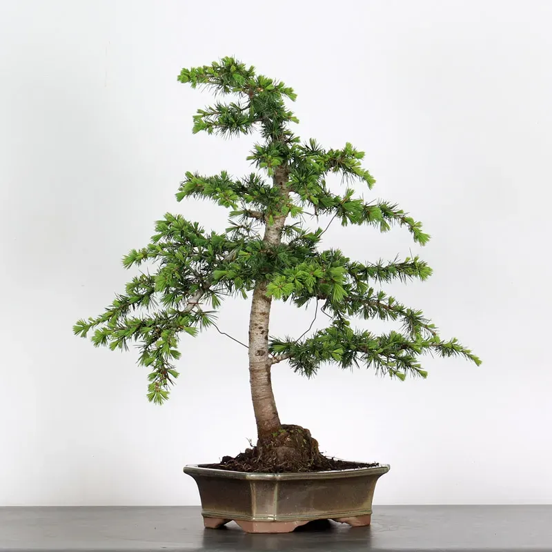 image supplémentaire - Cèdre de l'Atlas "CEDRUS...