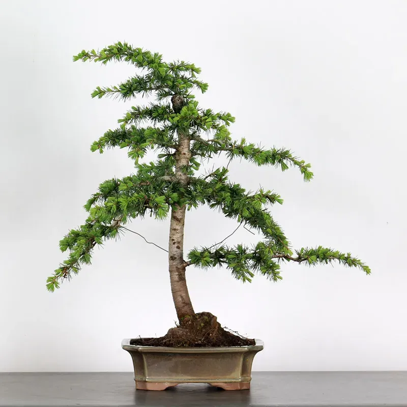 Bonsai Cèdre de l'Atlas