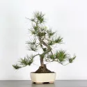 PIN NOIR "PINUS THUNBERGII" 1-1