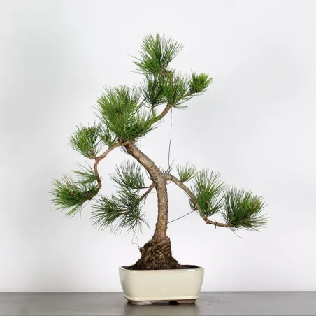 image supplémentaire - PIN NOIR "PINUS THUNBERGII"...