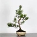 PIN NOIR "PINUS THUNBERGII" 1-2