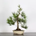 PIN NOIR "PINUS THUNBERGII" 1-4