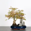 ERABLE DU JAPON "ACER PALMATUM" 1-15