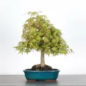 ERABLE DU JAPON "ACER PALMATUM" 1-17