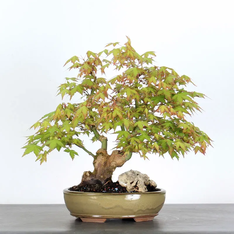 image supplémentaire - ERABLE DU JAPON "ACER...
