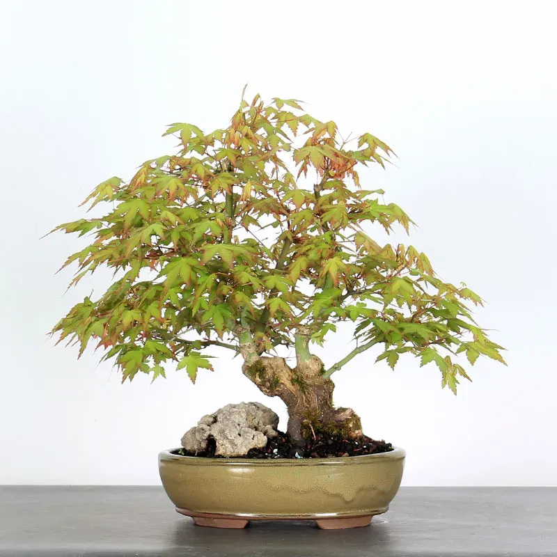 ERABLE DU JAPON "ACER PALMATUM" 1-23