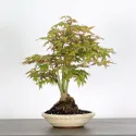 ERABLE DU JAPON "ACER PALMATUM" 1-25