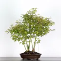 ERABLE DU JAPON "ACER PALMATUM" 2-5
