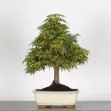 ERABLE DU JAPON "ACER PALMATUM" 2-6