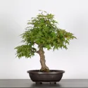 ERABLE DU JAPON "ACER PALMATUM" 2-8
