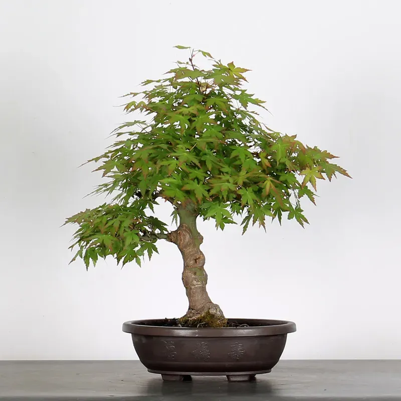ACER PALMATUM AP 2-8