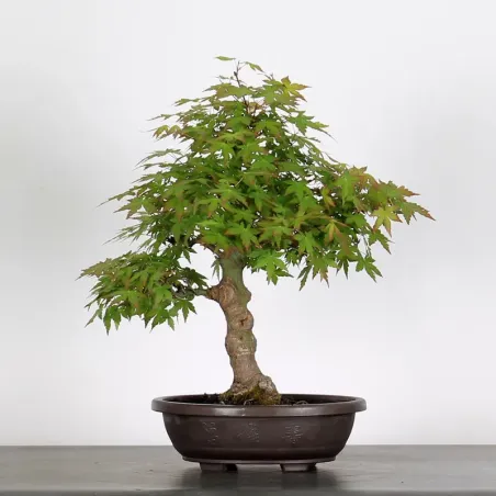 Bonsai Acer palmatum AP-2-8
